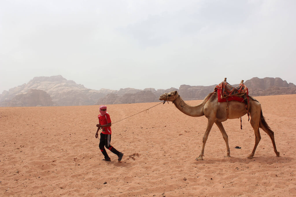Camello Beduino Wadi Rum