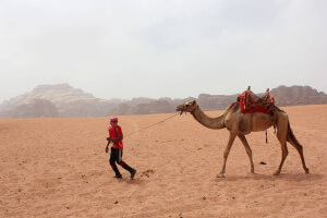 Beduino arrastrando un camello en el Wadi Rum en Jordania