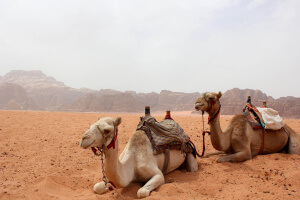 Camellos sentados que ver en el Wadi Rum en Jordania