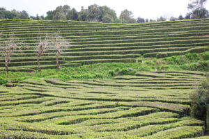 Campos de té que ver en Sao Miguel