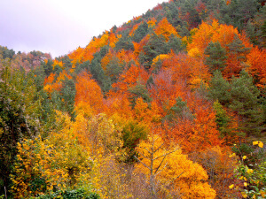Árboles durante otoño en la Sierra de Montgrony en Catalunya