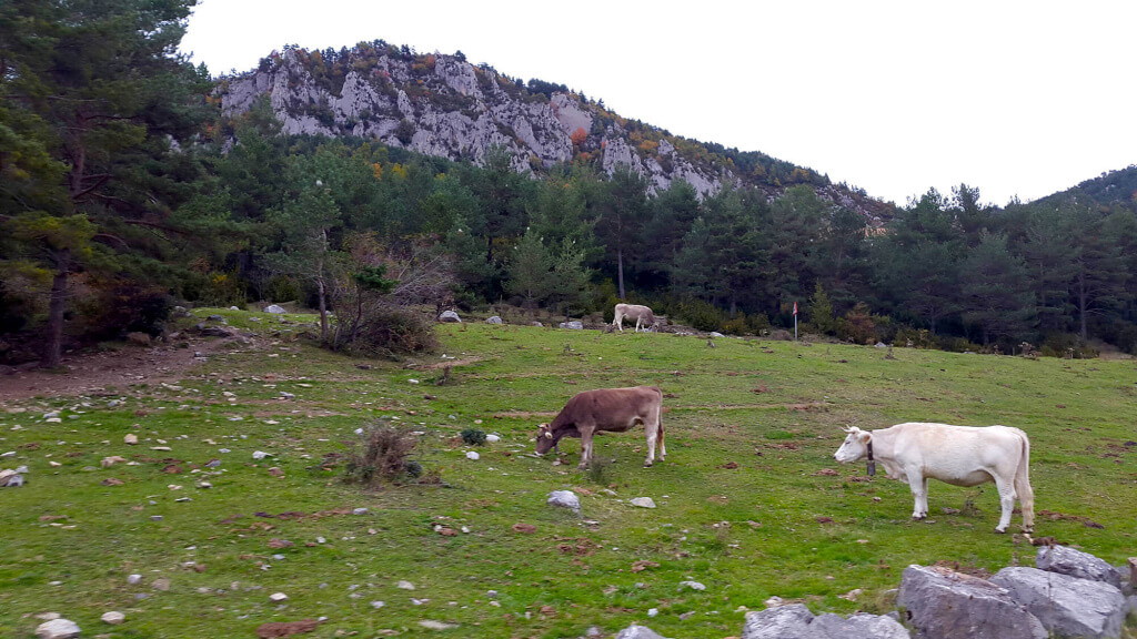 Castellar de nHug VACAS