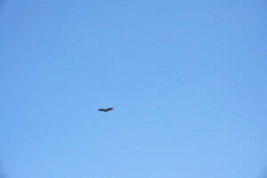 Buitre en el Caminito del Rey