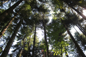 Arboles que ver y hacer en Eslovenia