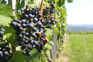 Viñedos que ver y hacer en Eslovenia