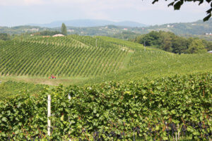 Viñedos que ver y hacer en Eslovenia
