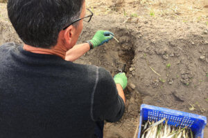 Esparrago de Gava y gubia