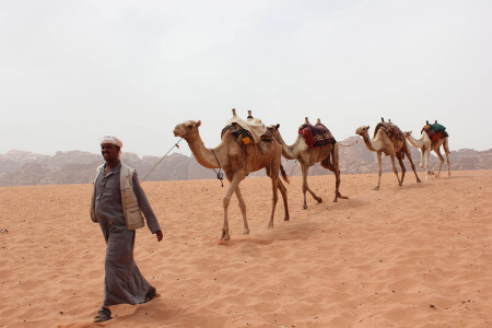 Camellos que ver en el Wadi Rum en Jordania