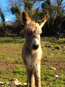 Burro en La Moixina en La Garrotxa en Catalunya