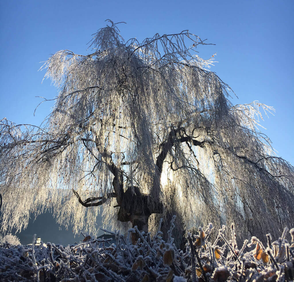 gruyères-en-suiza-arbol