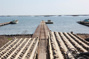 Ostras en Marseillan en el Sur de Francia