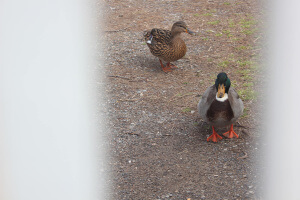 Patos en Marseillan