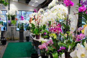 Mercado de las Flores que ver en París