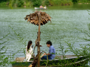Enamorados en barca en Nueva York