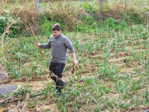Eligiendo los calçots para la calçotada catalana