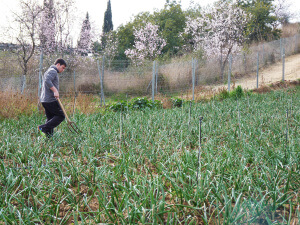 Recolecta de calçots para una calçotada catalana