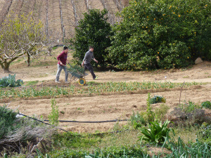 Cogiendo calçots del campo para una calçotada catalana