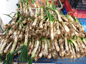 Parrilla de calçots para una calçotada catalana