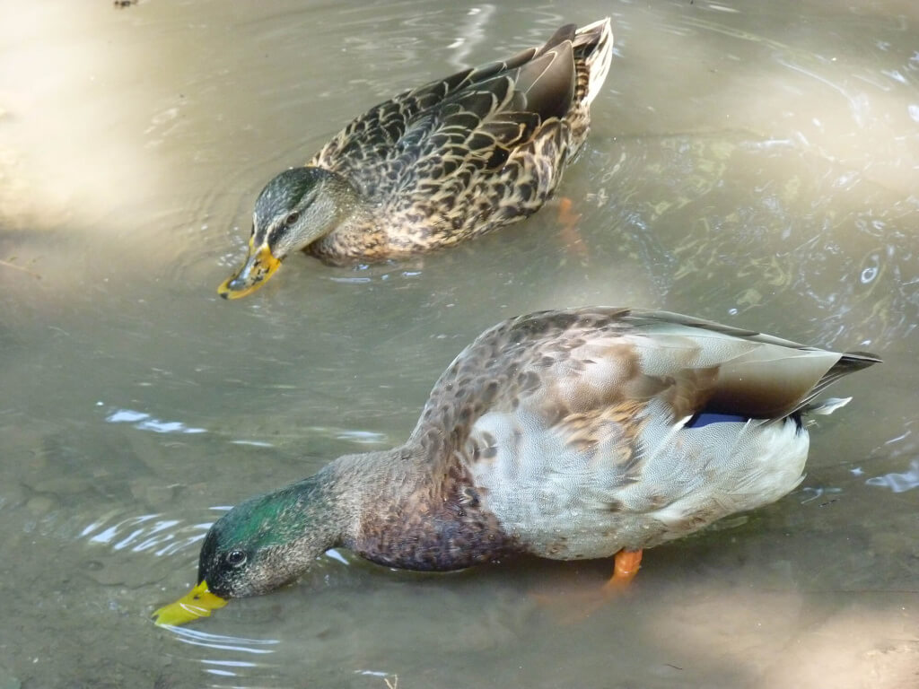 Parque Sempione Patos