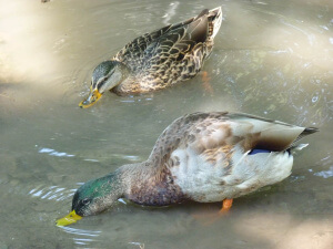 Patos Parque Sempione que ver en Milan
