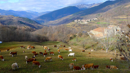 Vacas pastando cerca de Pardinyes en Catalunya