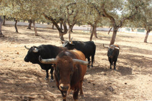 Toros del Reservatauro de Ronda
