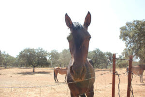 Caballo en el Reservatauro de Ronda