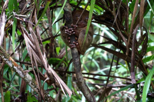 Ver a los tarseros en Bohol