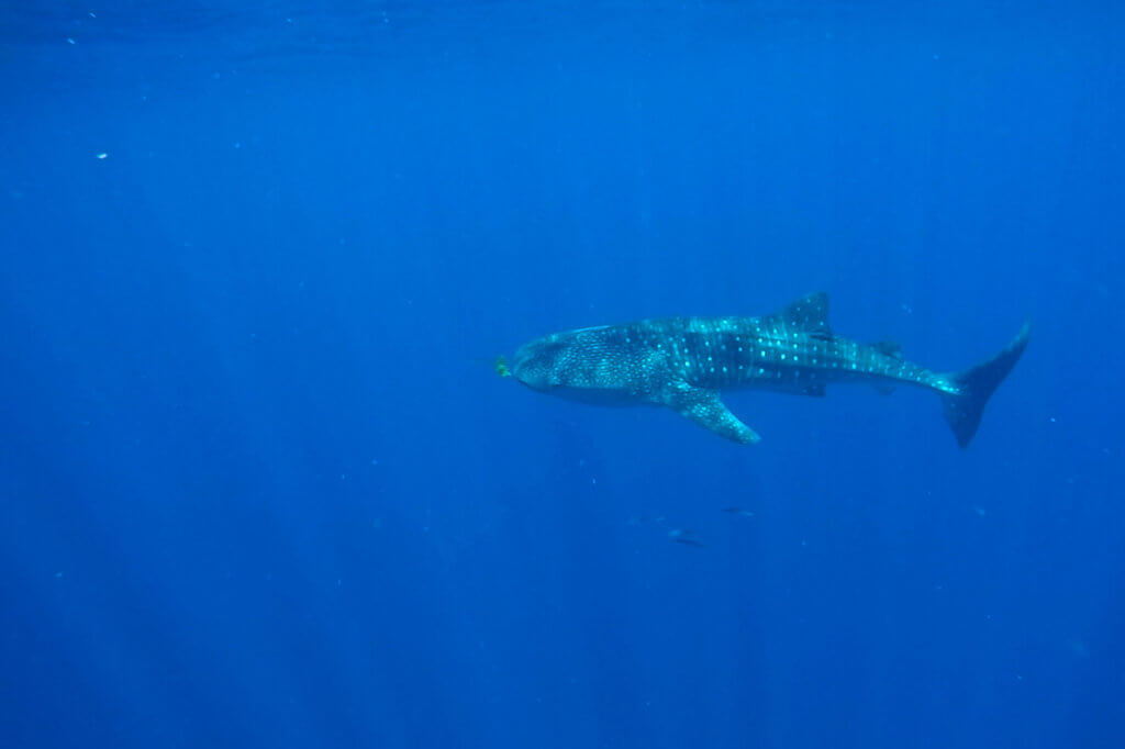 Tiburon ballena en Filipinas