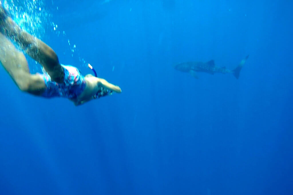 Nadar con el tiburón ballena en Puerto Princesa