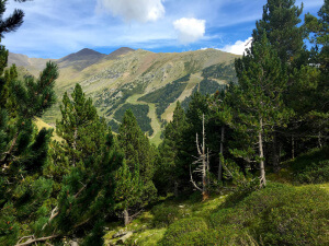 Bosque en el Valle de Núria en Catalunya