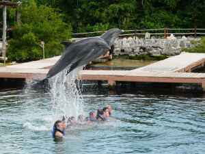 Bañarse con delfines en Xel-Hà en Riviera Maya