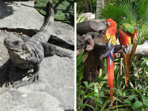 Animales exóticos en la Riviera Maya