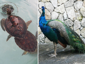 Animales exóticos en la Riviera Maya