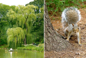 Ardilla en un parque de Nueva York